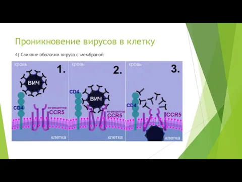 Проникновение вирусов в клетку 4) Слияние оболочки вируса с мембраной