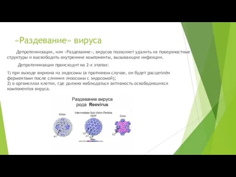 «Раздевание» вируса Депротеинизация, или «Раздевание», вирусов позволяет удалить их поверхностные структуры