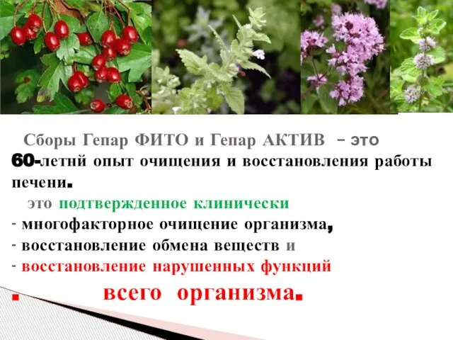 Сборы Гепар ФИТО и Гепар АКТИВ – это 60-летнй опыт очищения