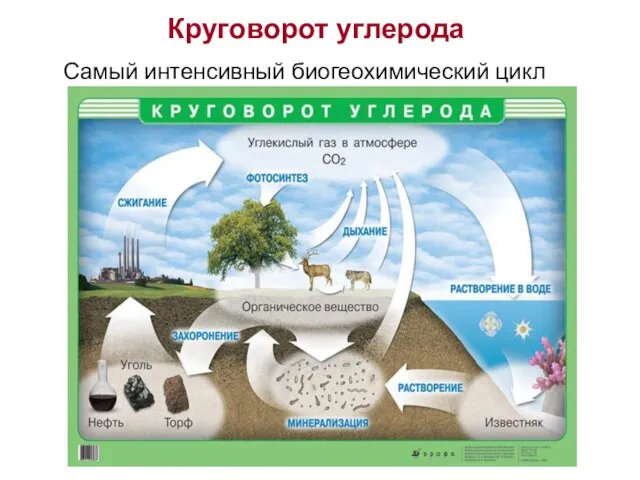 Круговорот углерода Самый интенсивный биогеохимический цикл