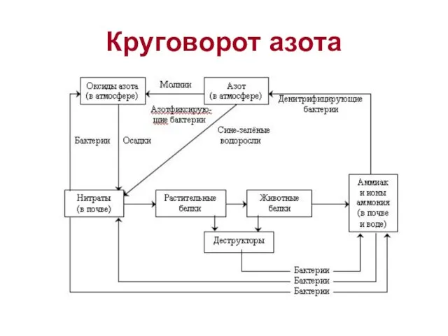 Круговорот азота