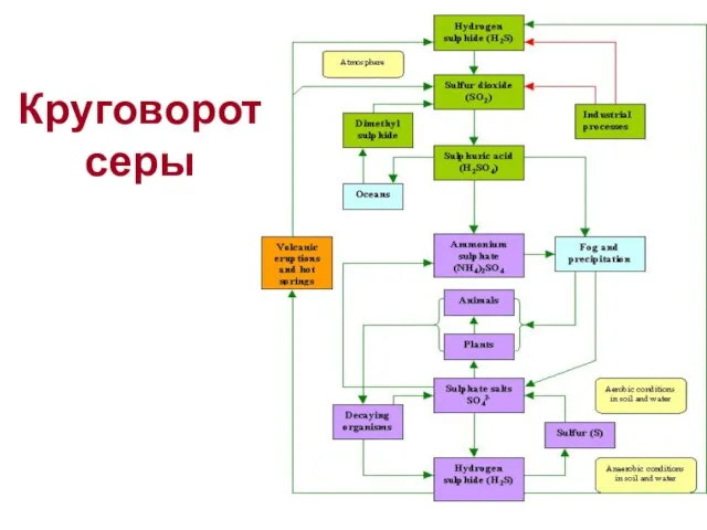 Круговорот серы