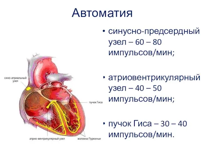 Автоматия синусно-предсердный узел – 60 – 80 импульсов/мин; атриовентрикулярный узел –