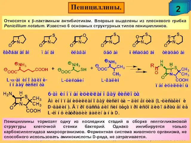 Пенициллины. 2 Относятся к β-лактамным антибиотикам. Впервые выделены из плесневого грибка