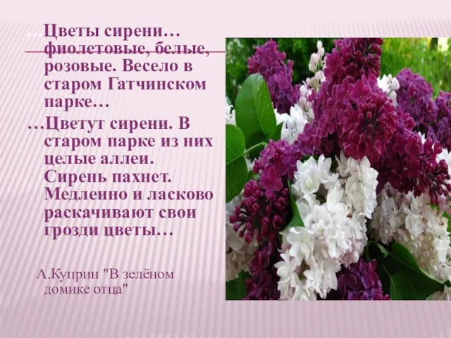 …Цветы сирени… фиолетовые, белые, розовые. Весело в старом Гатчинском парке… …Цветут