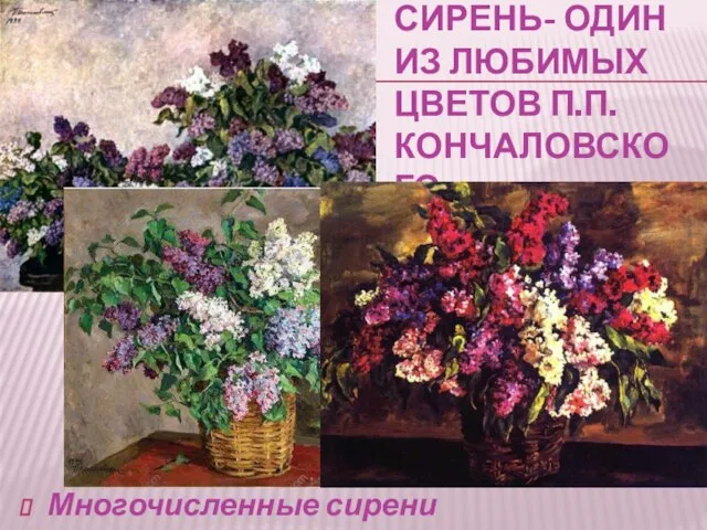 СИРЕНЬ- ОДИН ИЗ ЛЮБИМЫХ ЦВЕТОВ П.П. КОНЧАЛОВСКОГО Многочисленные сирени Кончаловского