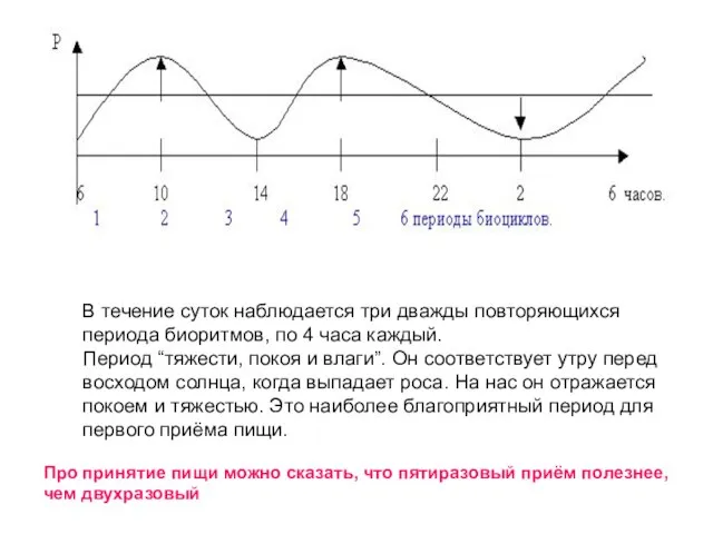 В течение суток наблюдается три дважды повторяющихся периода биоритмов, по 4