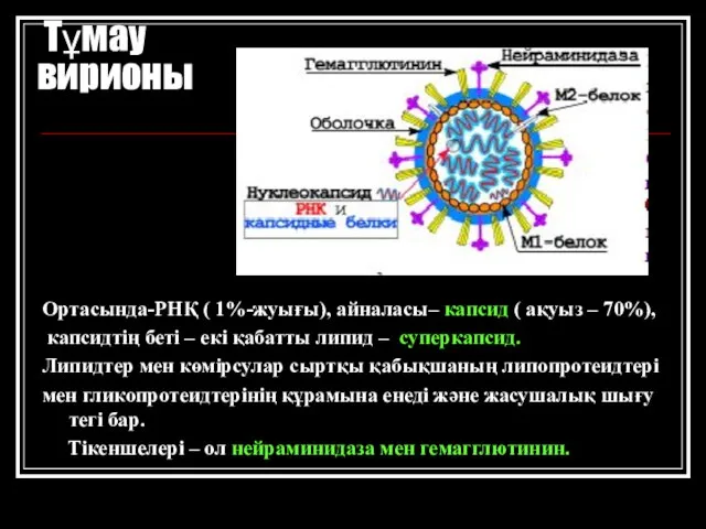 Тұмау вирионы Ортасында-РНҚ ( 1%-жуығы), айналасы– капсид ( ақуыз – 70%),