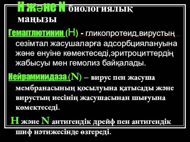 Н және N биологиялық маңызы Гемагглютинин (Н) - гликопротеид,вирустың сезімтал жасушаларға