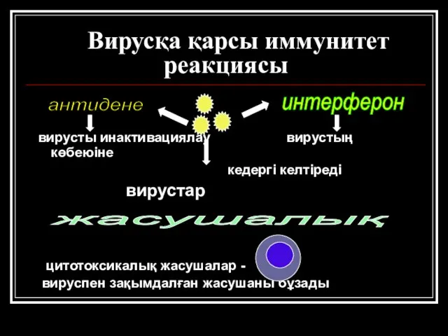 Вирусқа қарсы иммунитет реакциясы вирусты инактивациялау вирустың көбеюіне кедергі келтіреді вирустар