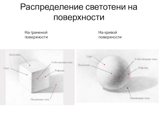 Распределение светотени на поверхности На граненой поверхности На кривой поверхности