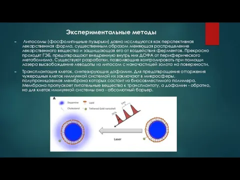 Экспериментальные методы Липосомы (фосфолипидные пузырьки) давно исследуются как перспективная лекарственная форма,