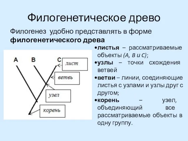 Филогенетическое древо Филогенез удобно представлять в форме филогенетического древа листья –