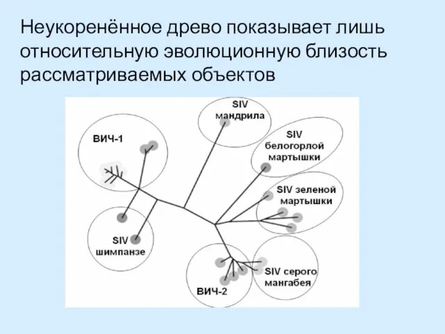 Неукоренённое древо показывает лишь относительную эволюционную близость рассматриваемых объектов