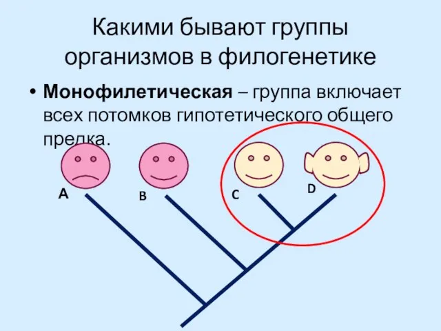 Какими бывают группы организмов в филогенетике Монофилетическая – группа включает всех