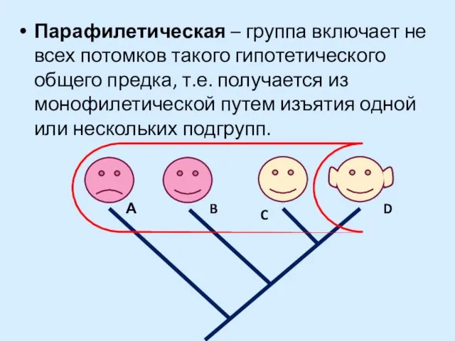 Парафилетическая – группа включает не всех потомков такого гипотетического общего предка,