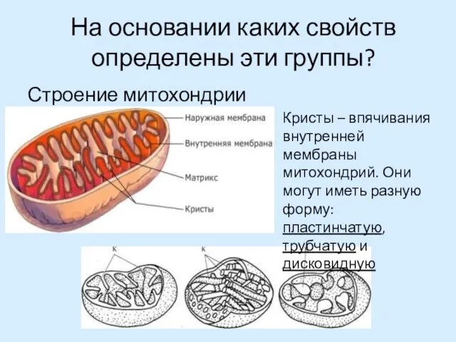 На основании каких свойств определены эти группы? Строение митохондрии Кристы –