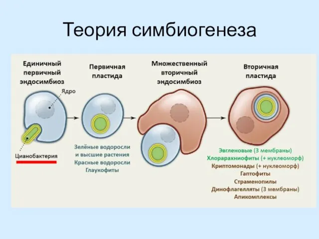 Теория симбиогенеза