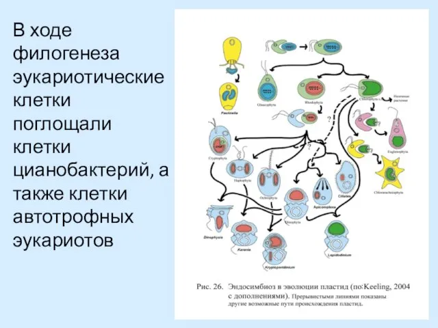 В ходе филогенеза эукариотические клетки поглощали клетки цианобактерий, а также клетки автотрофных эукариотов