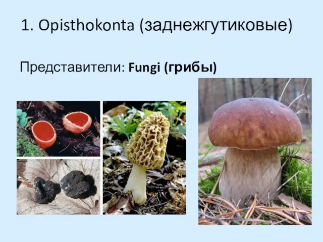 1. Opisthokonta (заднежгутиковые) Представители: Fungi (грибы)