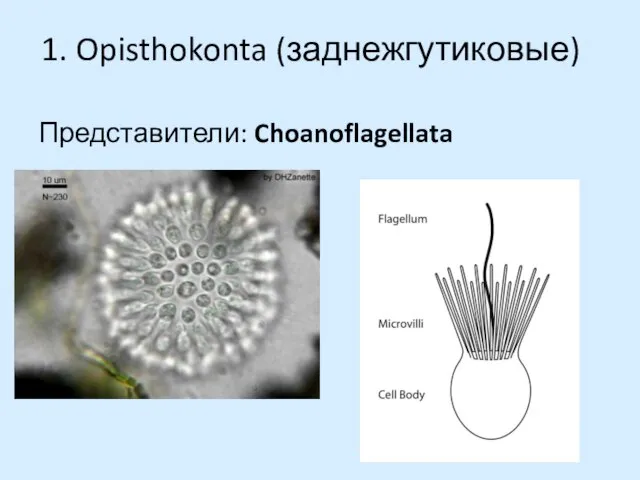 1. Opisthokonta (заднежгутиковые) Представители: Choanoflagellata