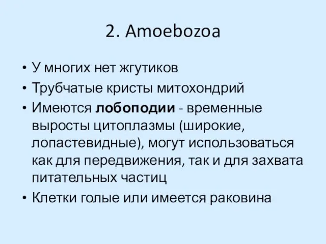 2. Amoebozoa У многих нет жгутиков Трубчатые кристы митохондрий Имеются лобоподии