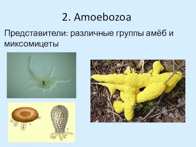 2. Amoebozoa Представители: различные группы амёб и миксомицеты