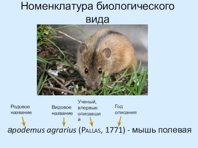 Номенклатура биологического вида аpodemus agrarius (Pallas, 1771) - мышь полевая Родовое