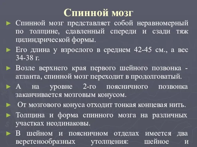 Спинной мозг Спинной мозг представляет собой неравномерный по толщине, сдавленный спереди