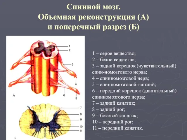 Спинной мозг. Объемная реконструкция (А) и поперечный разрез (Б) 1 –