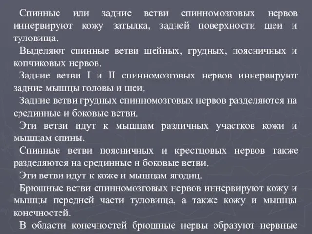 Спинные или задние ветви спинномозговых нервов иннервируют кожу затылка, задней поверхности