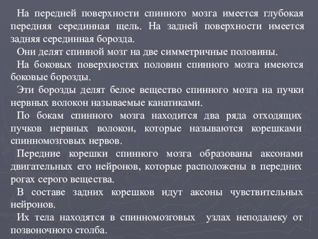 На передней поверхности спинного мозга имеется глубокая передняя серединная щель. На