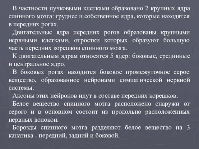 В частности пучковыми клетками образовано 2 крупных ядра спинного мозга: груднее