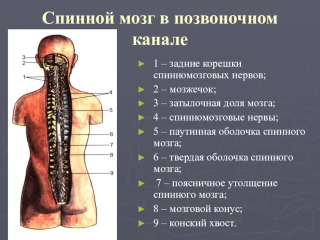 Спинной мозг в позвоночном канале 1 – задние корешки спинномозговых нервов;