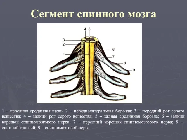 Сегмент спинного мозга 1 – передняя срединная щель; 2 – переднелатеральная