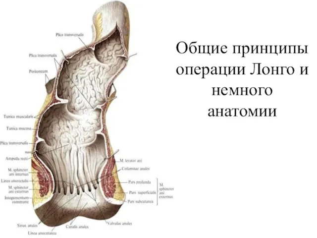 Общие принципы операции Лонго и немного анатомии