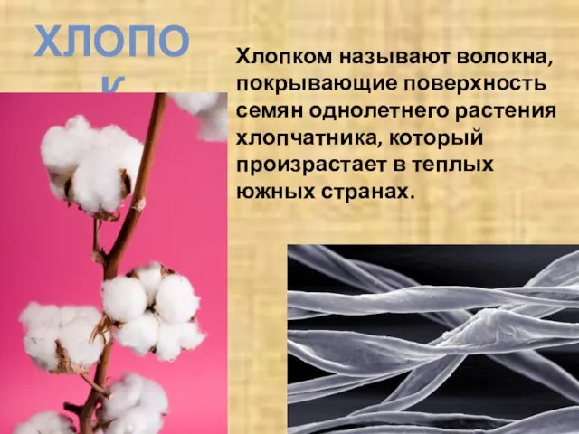 ХЛОПОК Хлопком называют волокна, покрывающие поверхность семян однолетнего растения хлопчатника, который произрастает в теплых южных странах.