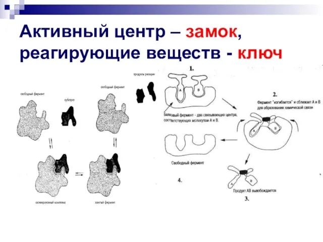 Активный центр – замок, реагирующие веществ - ключ