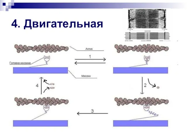 4. Двигательная