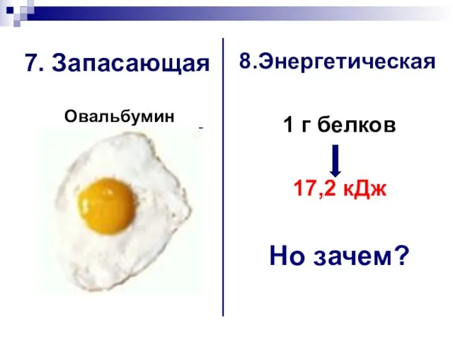 7. Запасающая Овальбумин 8.Энергетическая 1 г белков 17,2 кДж Но зачем?