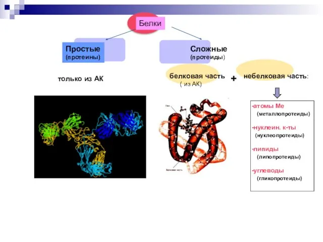 Белки Простые (протеины) Сложные (протеиды) только из АК белковая часть (