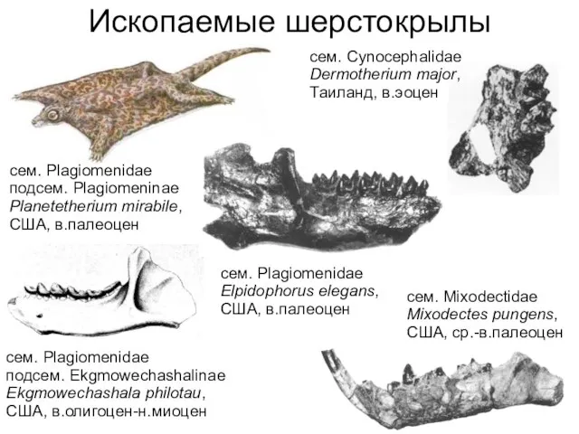 сем. Cynocephalidae Dermotherium major, Таиланд, в.эоцен сем. Mixodectidae Mixodectes pungens, США,