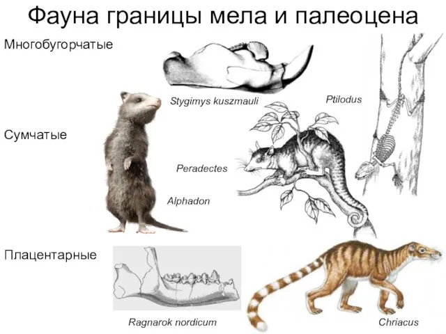 Фауна границы мела и палеоцена Многобугорчатые Сумчатые Плацентарные Peradectes Alphadon Stygimys kuszmauli Ptilodus Ragnarok nordicum Chriacus