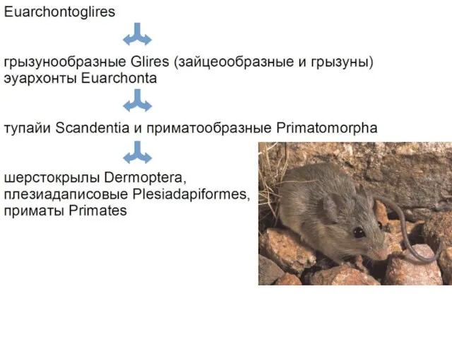 Euarchontoglires грызунообразные Glires (зайцеообразные и грызуны) эуархонты Euarchonta тупайи Scandentia и