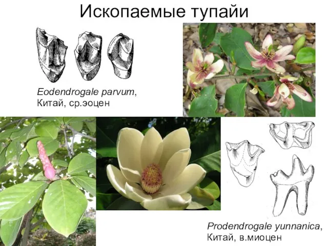 Ископаемые тупайи Eodendrogale parvum, Китай, ср.эоцен Prodendrogale yunnanica, Китай, в.миоцен