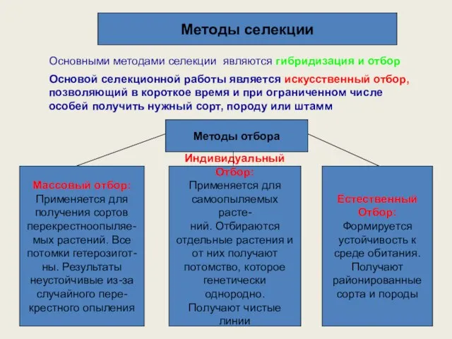 Методы селекции Основными методами селекции являются гибридизация и отбор Основой селекционной