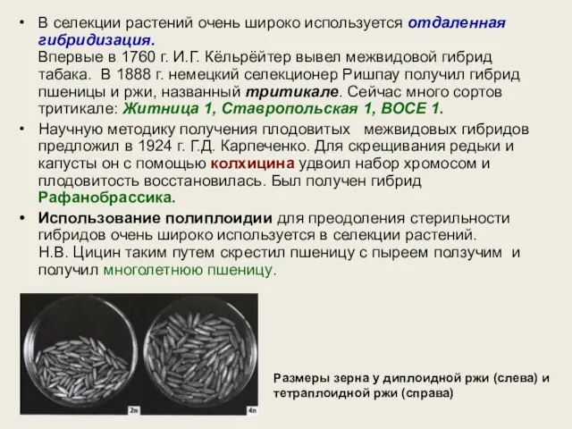 В селекции растений очень широко используется отдаленная гибридизация. Впервые в 1760