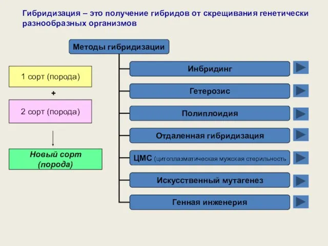 Гибридизация – это получение гибридов от скрещивания генетически разнообразных организмов 1