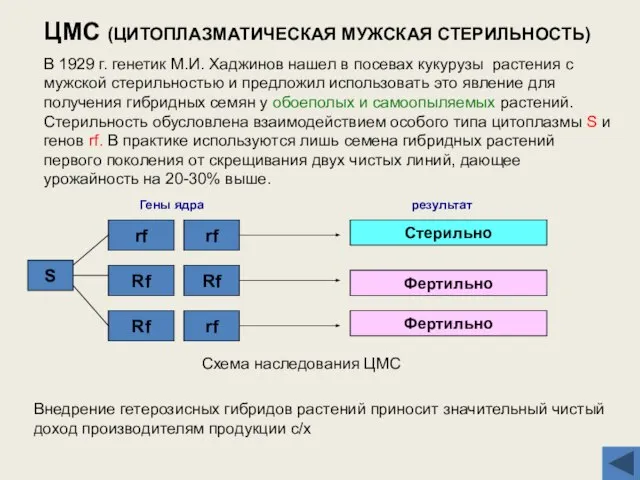 ЦМС (ЦИТОПЛАЗМАТИЧЕСКАЯ МУЖСКАЯ СТЕРИЛЬНОСТЬ) В 1929 г. генетик М.И. Хаджинов нашел