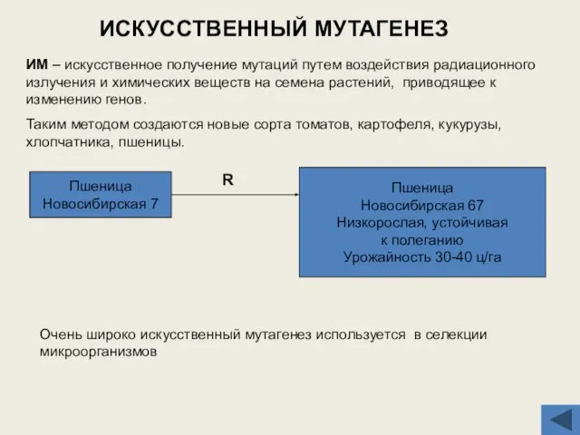 ИСКУССТВЕННЫЙ МУТАГЕНЕЗ ИМ – искусственное получение мутаций путем воздействия радиационного излучения